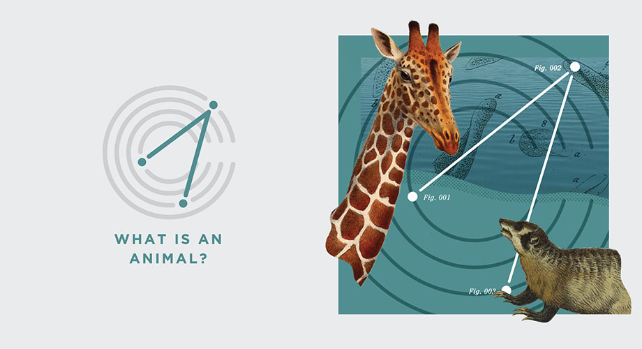 What is an animal?